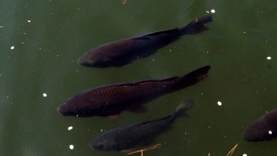 ‘The very first time in this country’ ‘The very first time in this country’