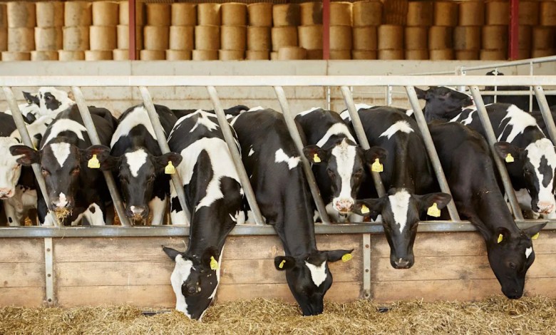 Milk prices ‘dropping like a stone’, MP warns Milk prices ‘dropping like a stone’, MP warns