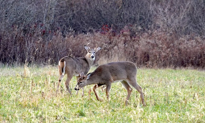 Deadly chronic wasting disease spreading in Ohio deer population Deadly chronic wasting disease spreading in Ohio deer population