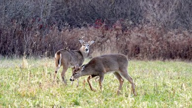 Deadly chronic wasting disease spreading in Ohio deer population Deadly chronic wasting disease spreading in Ohio deer population