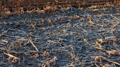 Farmers devastated as unexpected weather destroys key crops: ‘Cold chamber’ Farmers devastated as unexpected weather destroys key crops: ‘Cold chamber’