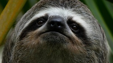 Sickness, cold killed nearly 30 sloths at a Florida import warehouse in 2024 and 2025 Sickness, cold killed nearly 30 sloths at a Florida import warehouse in 2024 and 2025