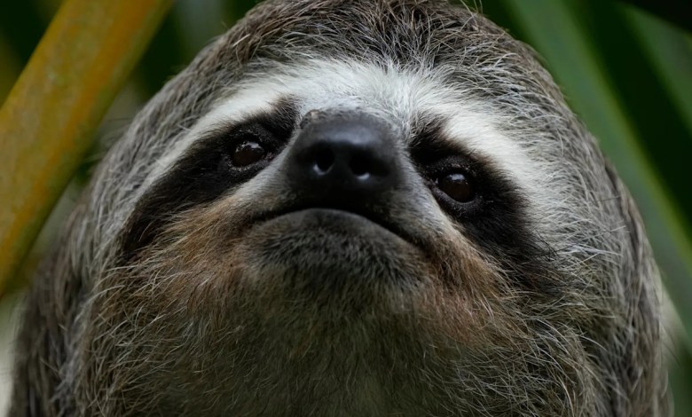 Sickness, cold killed nearly 30 sloths at a Florida import warehouse in 2024 and 2025 Sickness, cold killed nearly 30 sloths at a Florida import warehouse in 2024 and 2025