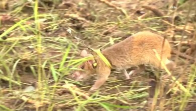 Rat that detected 100 landmines honored by Cambodia statue Rat that detected 100 landmines honored by Cambodia statue