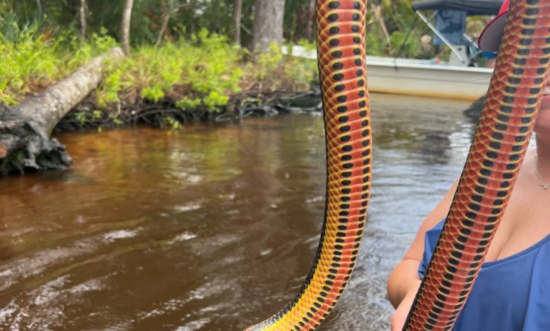 Elusive rainbow snake spotted by residents in Florida: See pictures Elusive rainbow snake spotted by residents in Florida: See pictures