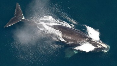 One of the world’s rarest whales that makes the Atlantic its home grows in population One of the world’s rarest whales that makes the Atlantic its home grows in population