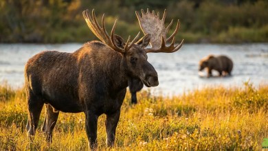 Alaskan Moose Tower Over Grizzlies In Rare Wilderness Footage Alaskan Moose Tower Over Grizzlies In Rare Wilderness Footage
