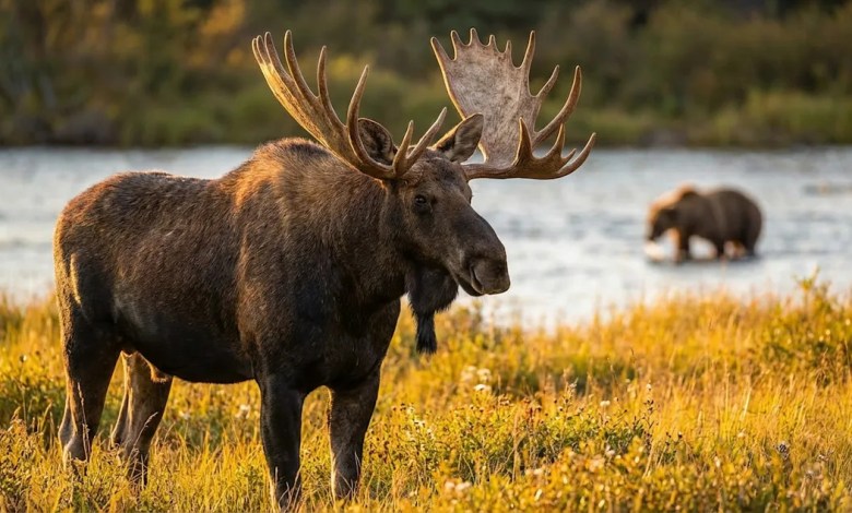 Alaskan Moose Tower Over Grizzlies In Rare Wilderness Footage Alaskan Moose Tower Over Grizzlies In Rare Wilderness Footage
