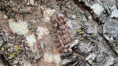 Officials issue warning as US region becomes infested with harmful, crop-destroying creatures Officials issue warning as US region becomes infested with harmful, crop-destroying creatures