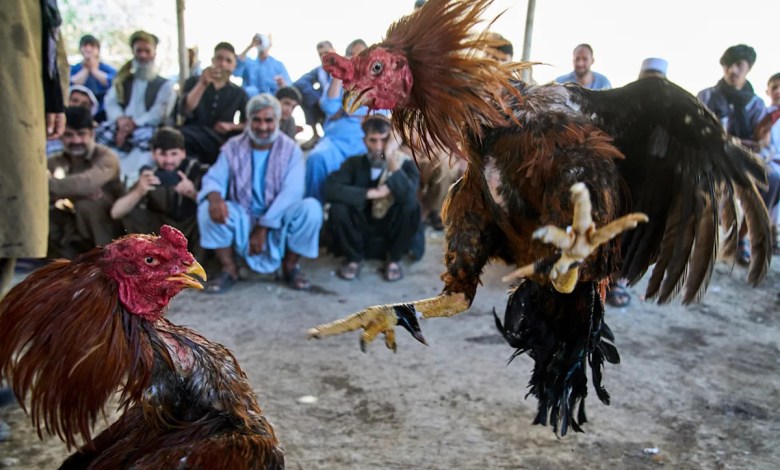 Photos of cockfighting in Afghan capital show a bloody pastime thriving in the shadows Photos of cockfighting in Afghan capital show a bloody pastime thriving in the shadows