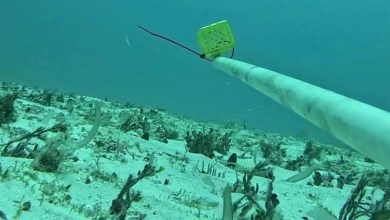 Scientists thrilled after underwater cameras capture first-of-its-kind footage of rare shark: ‘Incredibly exciting’ Scientists thrilled after underwater cameras capture first-of-its-kind footage of rare shark: ‘Incredibly exciting’