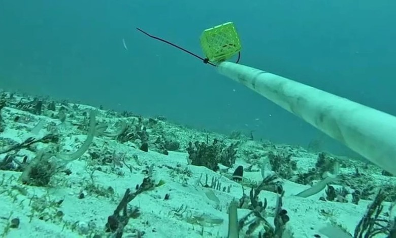 Scientists thrilled after underwater cameras capture first-of-its-kind footage of rare shark: ‘Incredibly exciting’ Scientists thrilled after underwater cameras capture first-of-its-kind footage of rare shark: ‘Incredibly exciting’