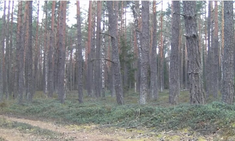 ‘I couldn’t believe what I saw’ ‘I couldn’t believe what I saw’