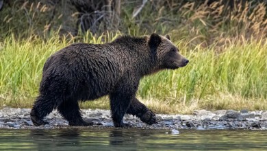 Researchers concerned after observing ‘catastrophic’ grizzly bear behavior Researchers concerned after observing ‘catastrophic’ grizzly bear behavior