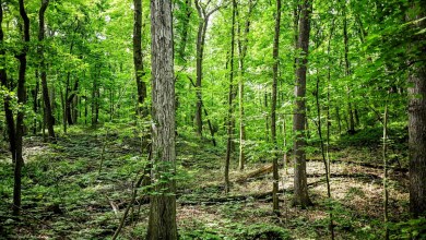 U.S. Forest Service to close all of its Michigan research facilities U.S. Forest Service to close all of its Michigan research facilities