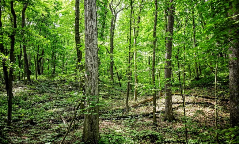 U.S. Forest Service to close all of its Michigan research facilities U.S. Forest Service to close all of its Michigan research facilities