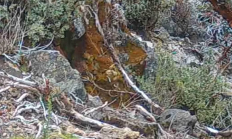 ‘A glimpse into their secret lives’ ‘A glimpse into their secret lives’