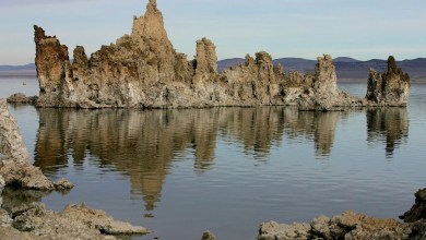 A science journal pulled a controversial study about a bizarre life form against the authors’ wishes A science journal pulled a controversial study about a bizarre life form against the authors’ wishes