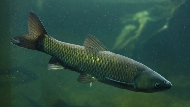 Officials issue warning after angler spots enormous fish in lake where it doesn't belong: 'This was one of the largest' Officials issue warning after angler spots enormous fish in lake where it doesn't belong: 'This was one of the largest'