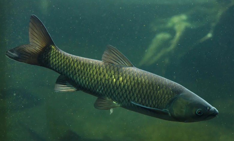 Officials issue warning after angler spots enormous fish in lake where it doesn't belong: 'This was one of the largest' Officials issue warning after angler spots enormous fish in lake where it doesn't belong: 'This was one of the largest'