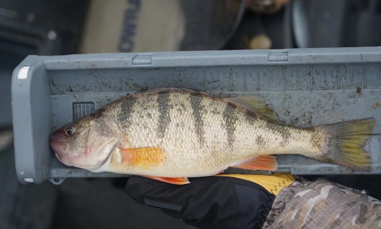 Yellow perch surviving, but at much reduced levels, in the Wisconsin waters of Lake Michigan Yellow perch surviving, but at much reduced levels, in the Wisconsin waters of Lake Michigan