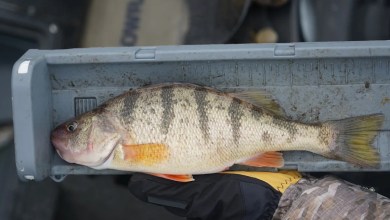 Yellow perch surviving, but at much reduced levels, in the Wisconsin waters of Lake Michigan Yellow perch surviving, but at much reduced levels, in the Wisconsin waters of Lake Michigan