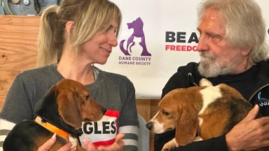 Black Sabbath bass player, Debbie Gibson praise effort to find new homes for beagles Black Sabbath bass player, Debbie Gibson praise effort to find new homes for beagles