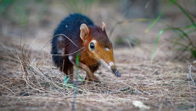 The UK’s Rarest Mammal Just Arrived at English Zoos to Steal Hearts One Nose Wiggle at a Time The UK’s Rarest Mammal Just Arrived at English Zoos to Steal Hearts One Nose Wiggle at a Time