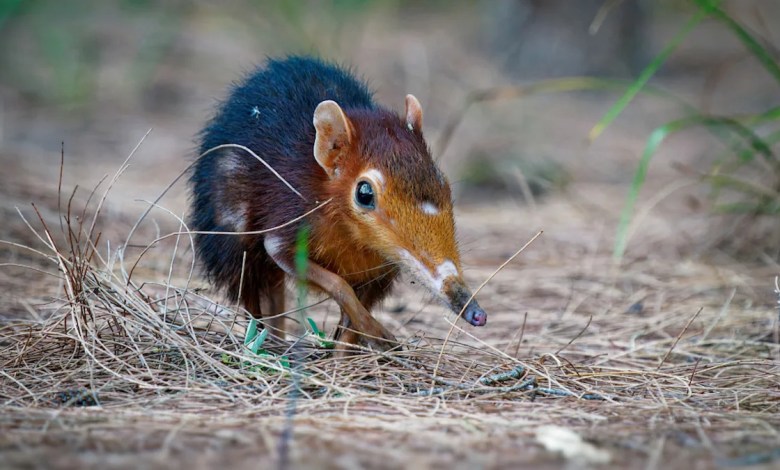 The UK’s Rarest Mammal Just Arrived at English Zoos to Steal Hearts One Nose Wiggle at a Time The UK’s Rarest Mammal Just Arrived at English Zoos to Steal Hearts One Nose Wiggle at a Time