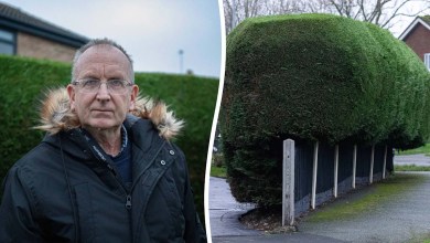 Council orders grandad to cut hedge after ‘nosy neighbour’ complaint Council orders grandad to cut hedge after ‘nosy neighbour’ complaint