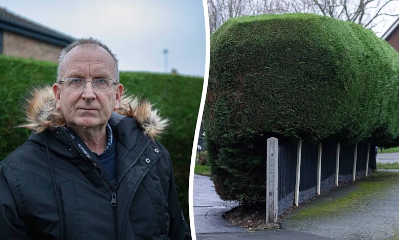 Council orders grandad to cut hedge after ‘nosy neighbour’ complaint Council orders grandad to cut hedge after ‘nosy neighbour’ complaint