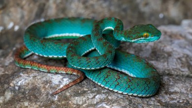 Stunning turquoise viper among incredible finds in Cambodia’s previously unexplored Karst caves Stunning turquoise viper among incredible finds in Cambodia’s previously unexplored Karst caves