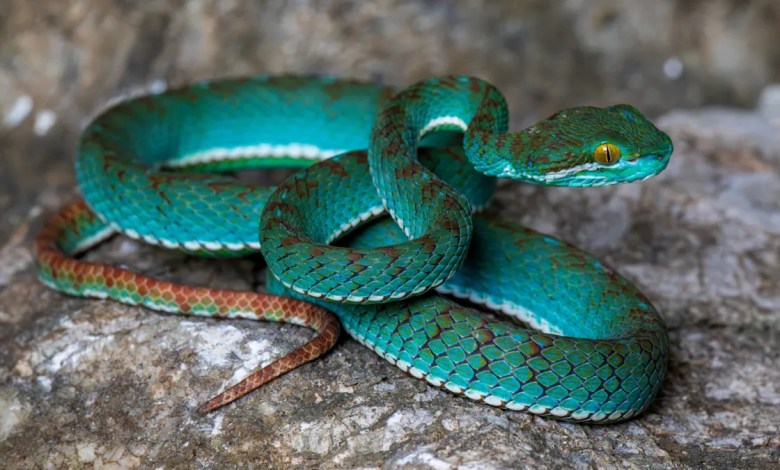 Stunning turquoise viper among incredible finds in Cambodia’s previously unexplored Karst caves Stunning turquoise viper among incredible finds in Cambodia’s previously unexplored Karst caves