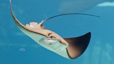 Stingray Stabs Man in His Stomach During Surf Lifesaving Training Event, ‘Narrowly Missing Vital Organs’ Stingray Stabs Man in His Stomach During Surf Lifesaving Training Event, ‘Narrowly Missing Vital Organs’