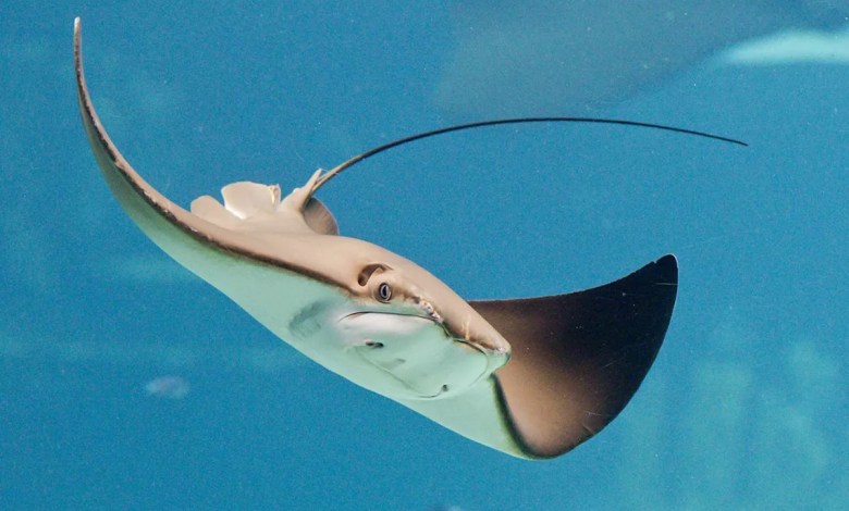 Stingray Stabs Man in His Stomach During Surf Lifesaving Training Event, ‘Narrowly Missing Vital Organs’ Stingray Stabs Man in His Stomach During Surf Lifesaving Training Event, ‘Narrowly Missing Vital Organs’