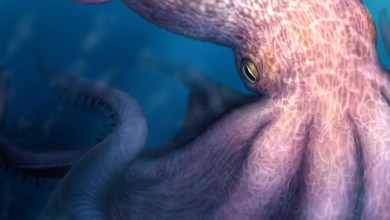 Meet the 19-metre octopus that prowled the ancient seas Meet the 19-metre octopus that prowled the ancient seas
