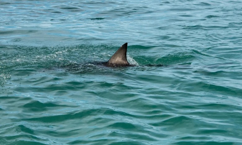 ‘There were like six or seven fins’ ‘There were like six or seven fins’