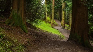 ‘Why should we not bring them back?’ ‘Why should we not bring them back?’