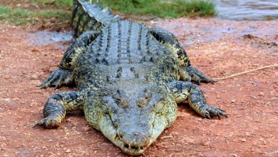 Researchers raise red flags after observing concerning shift in crocodile behavior — here’s what’s happening Researchers raise red flags after observing concerning shift in crocodile behavior — here’s what’s happening