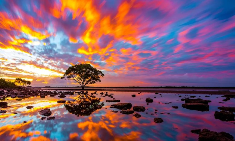 Scientists Have Found the First Branch on the Tree of Life Scientists Have Found the First Branch on the Tree of Life