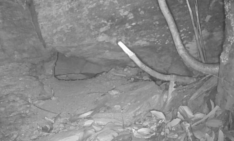 Trail camera captures rare ‘rediscovery’ of species that hasn’t been seen in 80 years: ‘A fantastic surprise’ Trail camera captures rare ‘rediscovery’ of species that hasn’t been seen in 80 years: ‘A fantastic surprise’