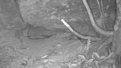 Trail camera captures rare ‘rediscovery’ of species that hasn’t been seen in 80 years: ‘A fantastic surprise’ Trail camera captures rare ‘rediscovery’ of species that hasn’t been seen in 80 years: ‘A fantastic surprise’