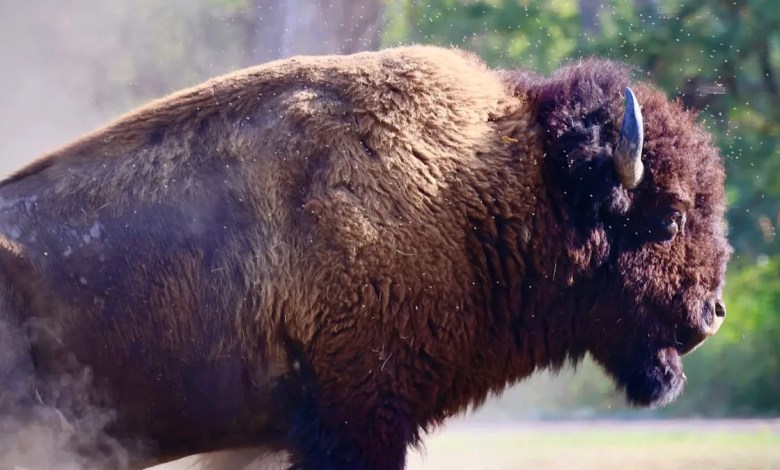 ‘They … can run three times faster than humans’ ‘They … can run three times faster than humans’