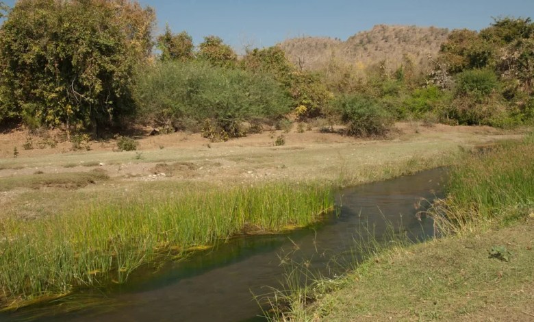 Trail cameras capture first-of-its-kind sighting of rare grey hypocolius bird species Trail cameras capture first-of-its-kind sighting of rare grey hypocolius bird species