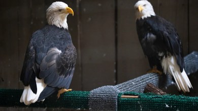 1 of 3 eagles missing from Dollywood sanctuary found 1 of 3 eagles missing from Dollywood sanctuary found