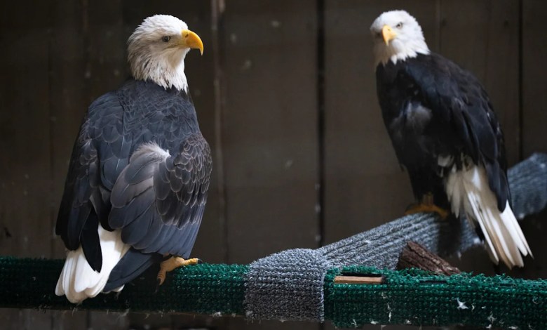1 of 3 eagles missing from Dollywood sanctuary found 1 of 3 eagles missing from Dollywood sanctuary found