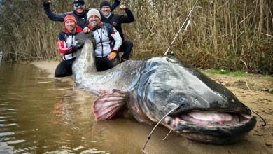 Fishermen catch world-record wels catfish, or so they say Fishermen catch world-record wels catfish, or so they say