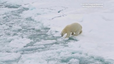 Why are Svalbard's polar bears getting fatter? Why are Svalbard's polar bears getting fatter?