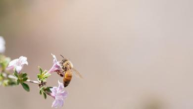 Allergies vs. cold symptoms. 2 indicators may tell you what you have Allergies vs. cold symptoms. 2 indicators may tell you what you have