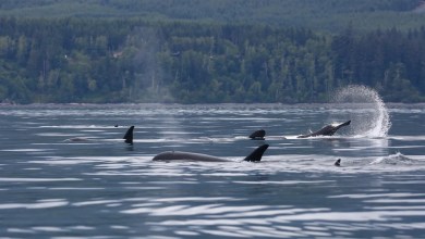 Three orcas appear thousands of miles away from home, stunning scientists Three orcas appear thousands of miles away from home, stunning scientists